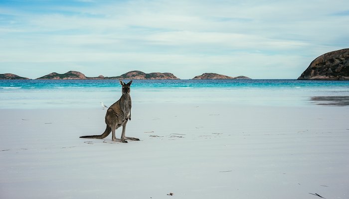 Read salty shoes & kangaroos by Max Manavi-Huber