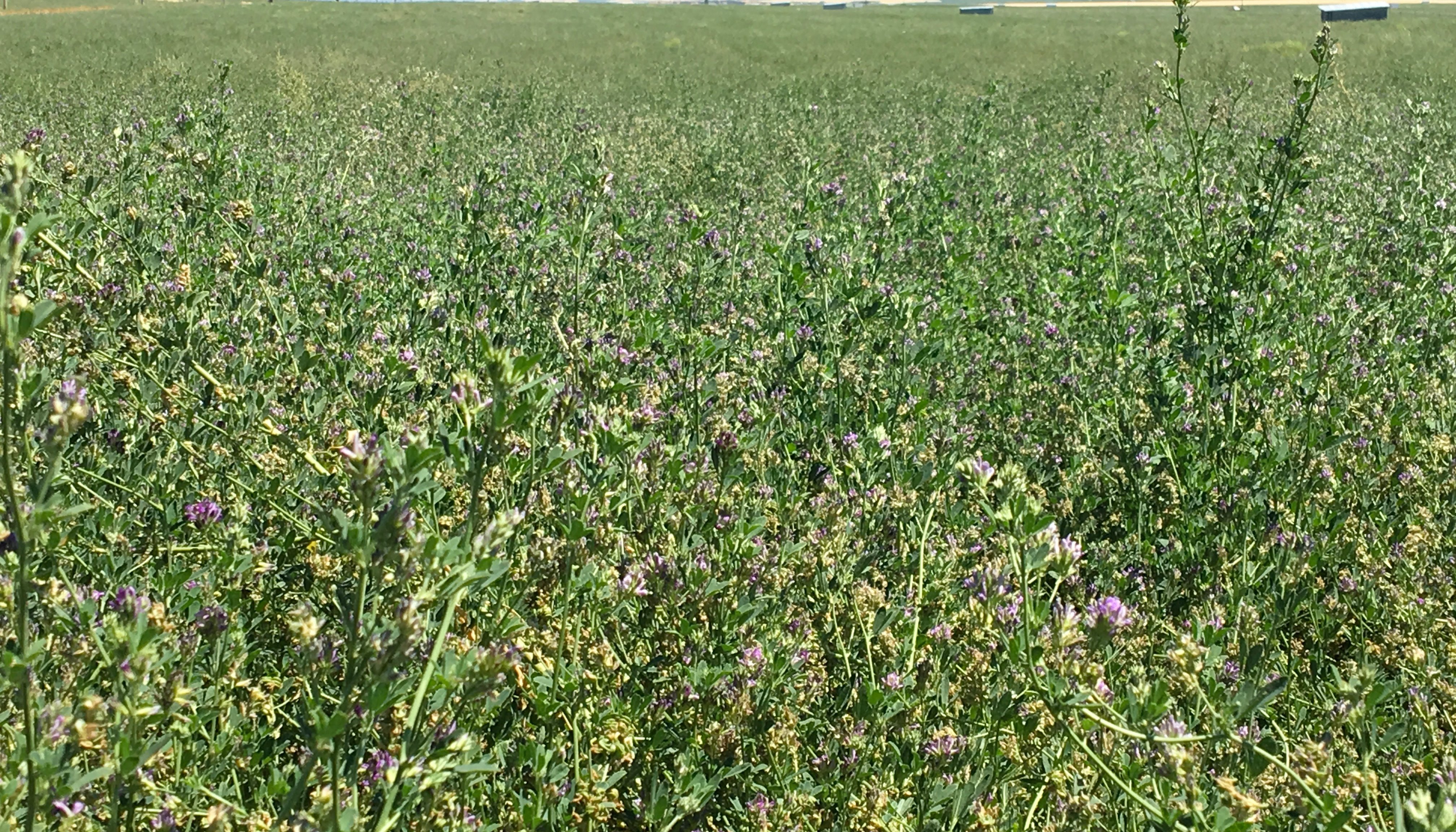 Read Alfalfa Seed, Alkali Bees and IPM by Western Integrated Pest Management Center