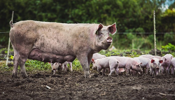 Read A Pig's Tale by Farmers Journal