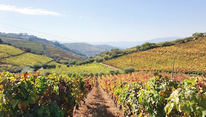 Read Douro Valley, Portugal by Ashley Rudolph