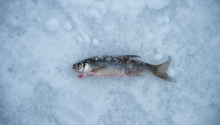Read Ice Fishing by Matt Fahrner