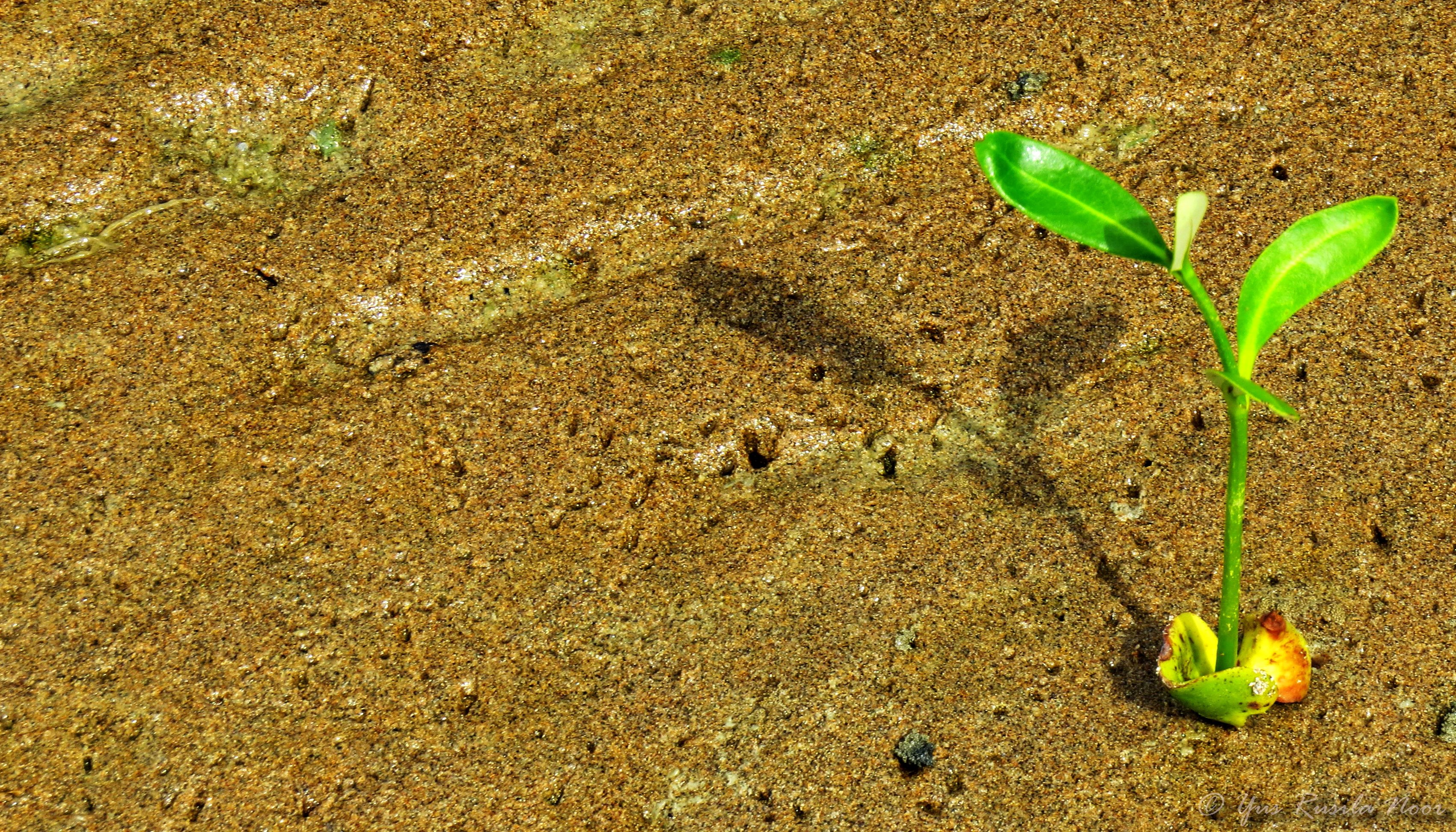 Read Building with Nature Indonesia by Building with Nature in Indonesia