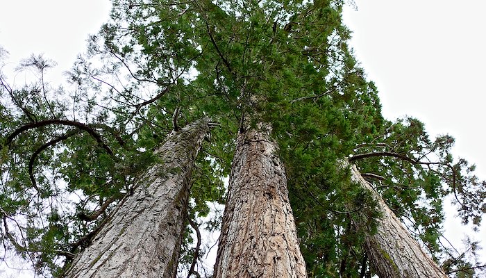 Read Calaveras Big Trees Park by Betsy & Marco Martinez-Vaughan