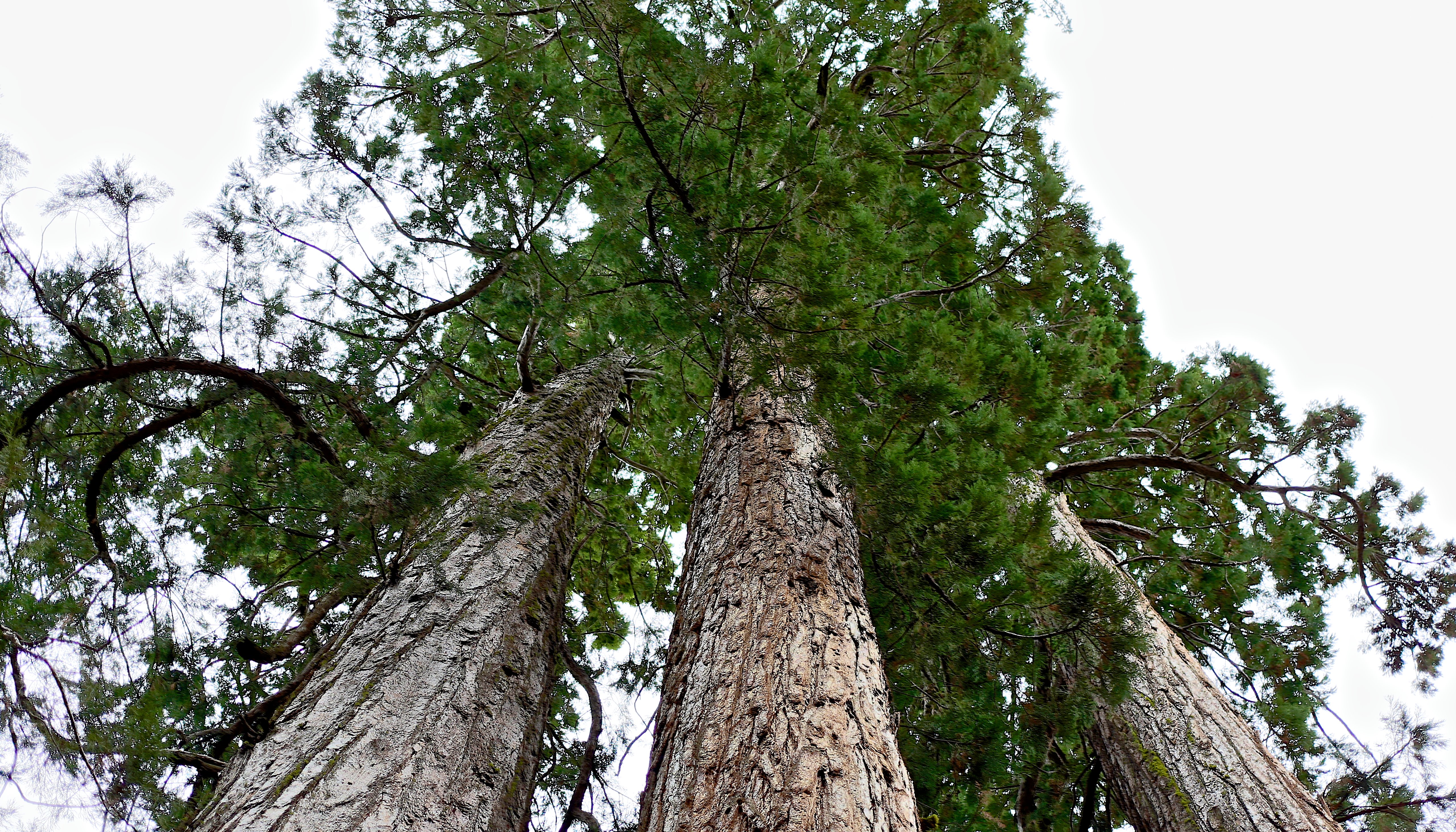 Read Calaveras Big Trees Park by Betsy & Marco Martinez-Vaughan