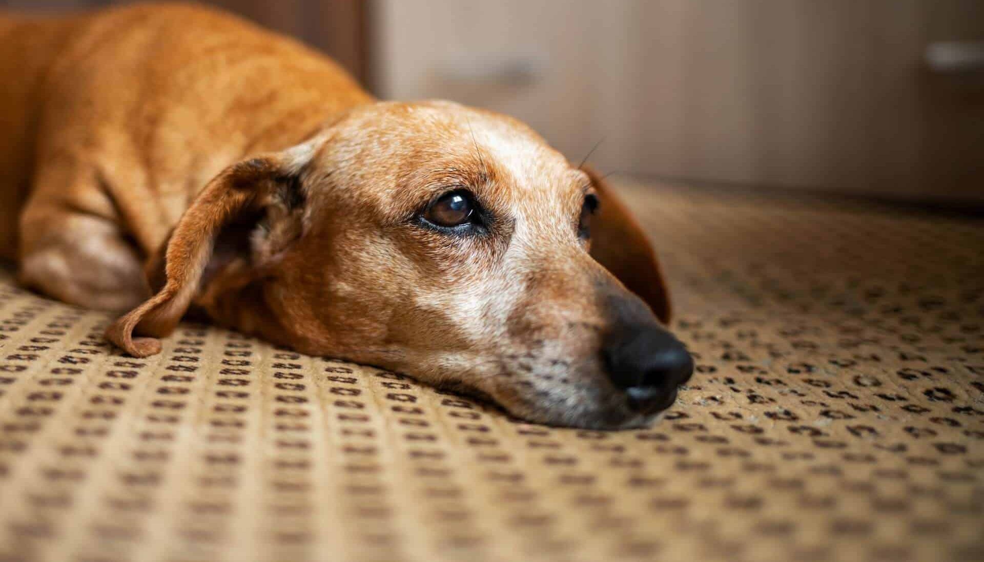 Read How Does Heartworm Treatment Impact a Dog’s Prognosis and Lifespan? by Peter Astle