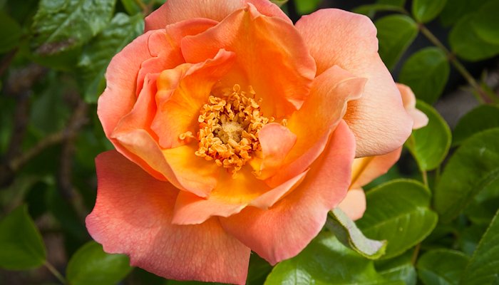 Read Rose Breeding Around The World by Paul Barden