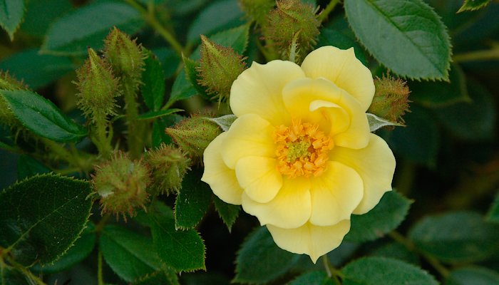 Read A STUDY OF MOSS AND MINIATURE ROSES by Paul Barden