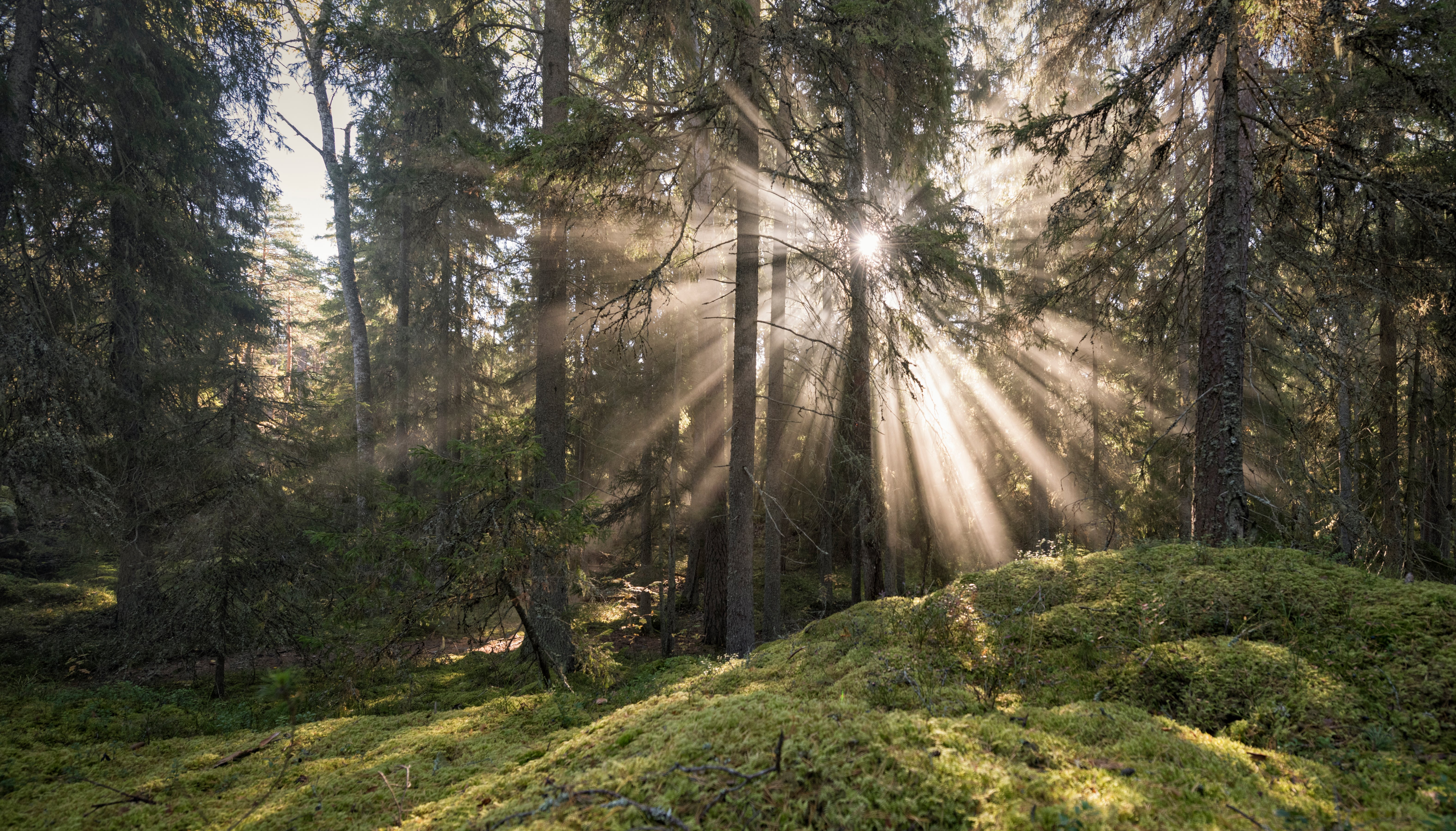 Read Deforestation by Christian Åslund