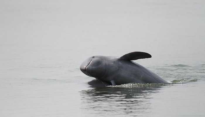 Read ១ម៉ឺនសំឡេងសម្រាប់ផ្សោតទន្លេមេគង្គ Ten Thousand Voices For Irrawaddy Dolphin by WWF Cambodia