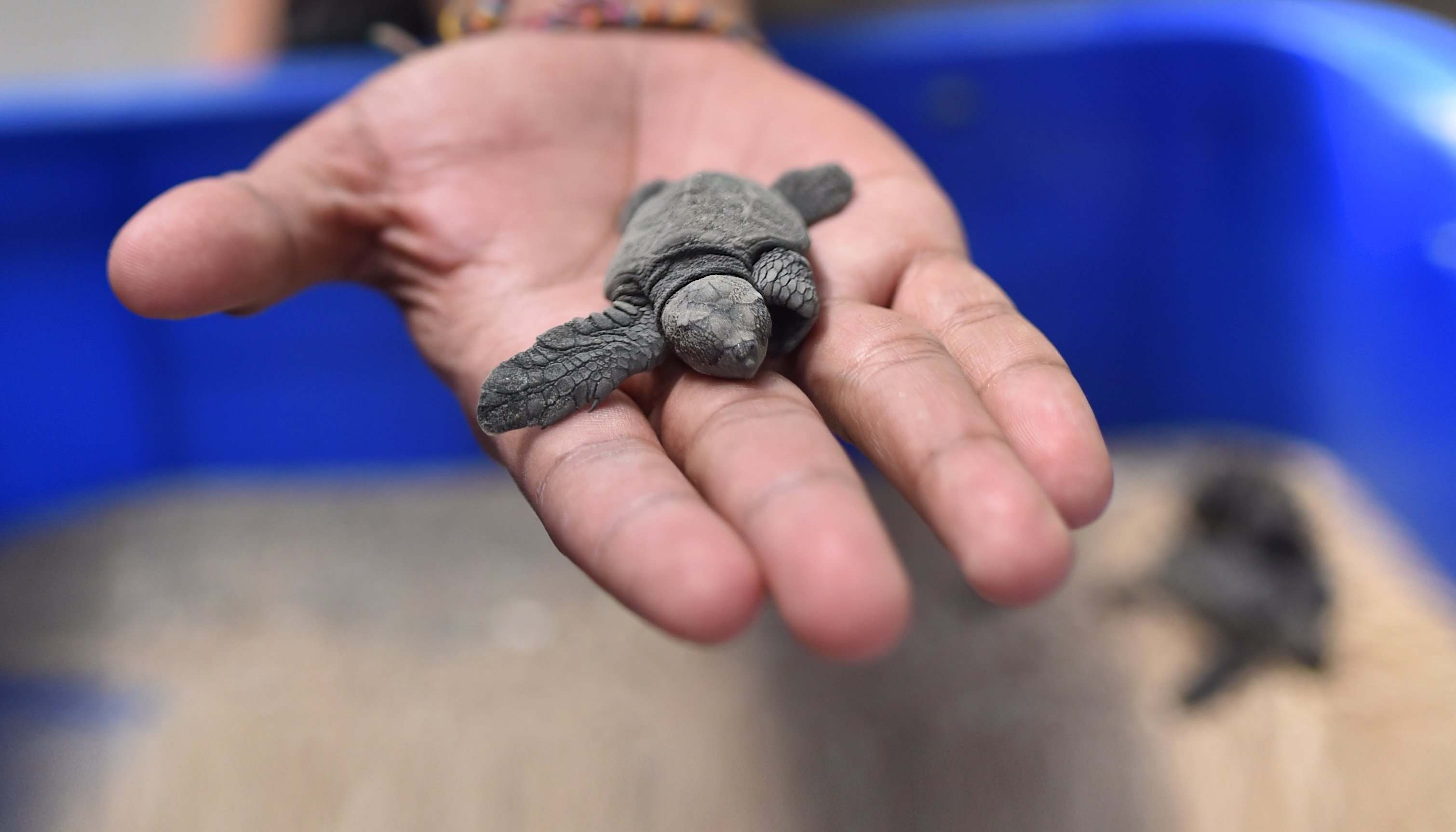 Read Saving sea turtles by IW:LEARN