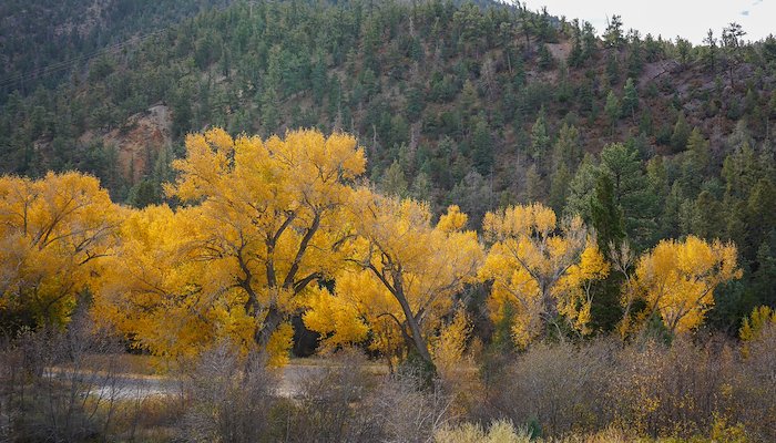 Read Fall in New Mexico by Jill Meyers