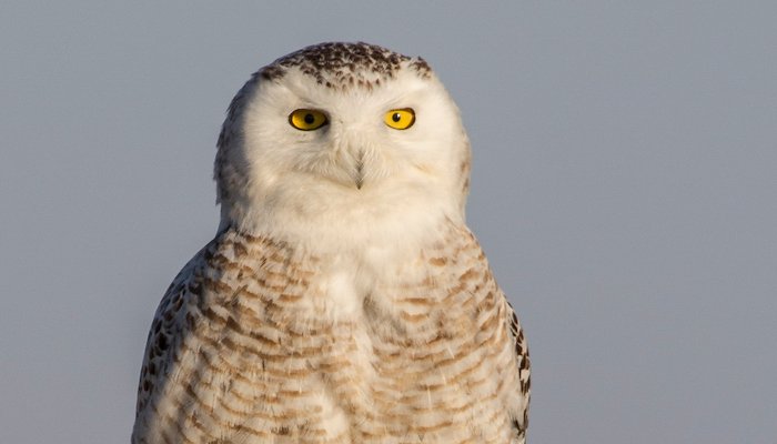 Read 5 Animals That Outsmart Winter by American Prairie Reserve