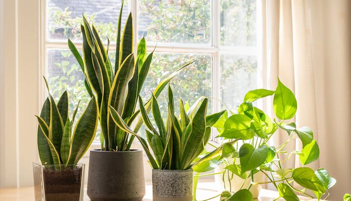 Read 5 Amazing Plants that Thrive in Bathrooms by Tammy Emineth