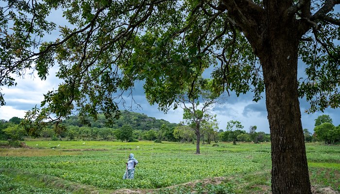 Read The Tropical Belt Climate Ambition Plan by UNDP Sri Lanka