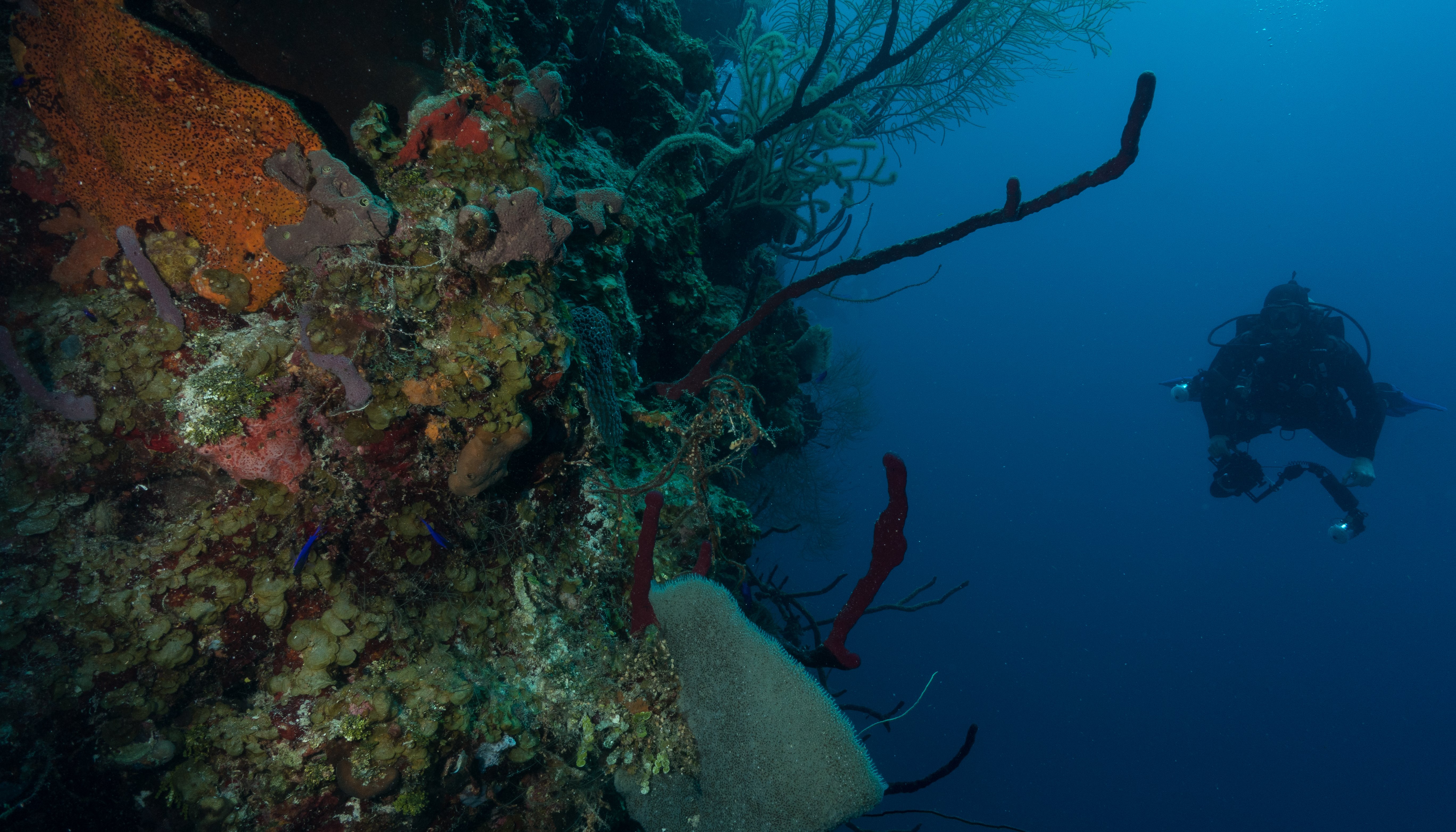 Read Diving Belize by Greg Annandale