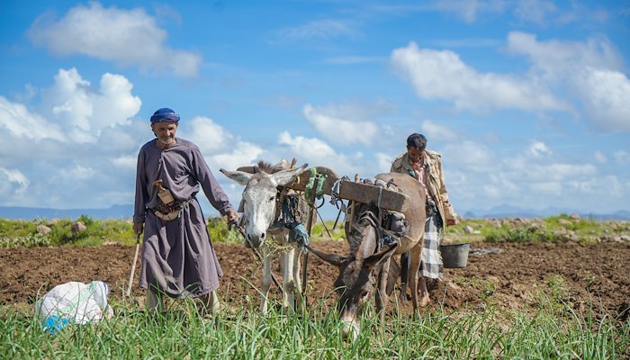 Read From Emergency to Resilience: Investing in Smallholder Farmers for Food Security in Yemen by Communications UNDP Yemen