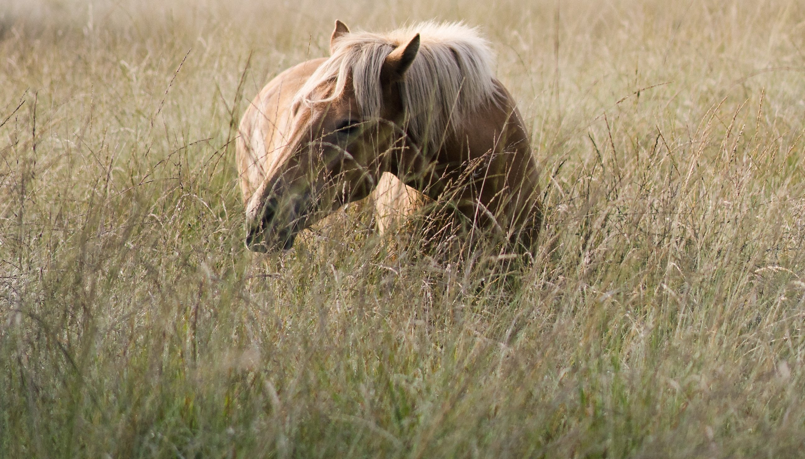 Read Heather & Horses by Robert-Paul Jansen