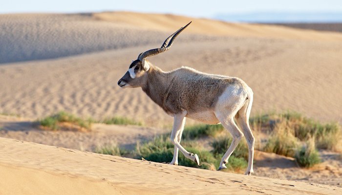 Read RESERVE M’HAMID EL-GHIZLANE, MAROC by Wild Africa Conservation