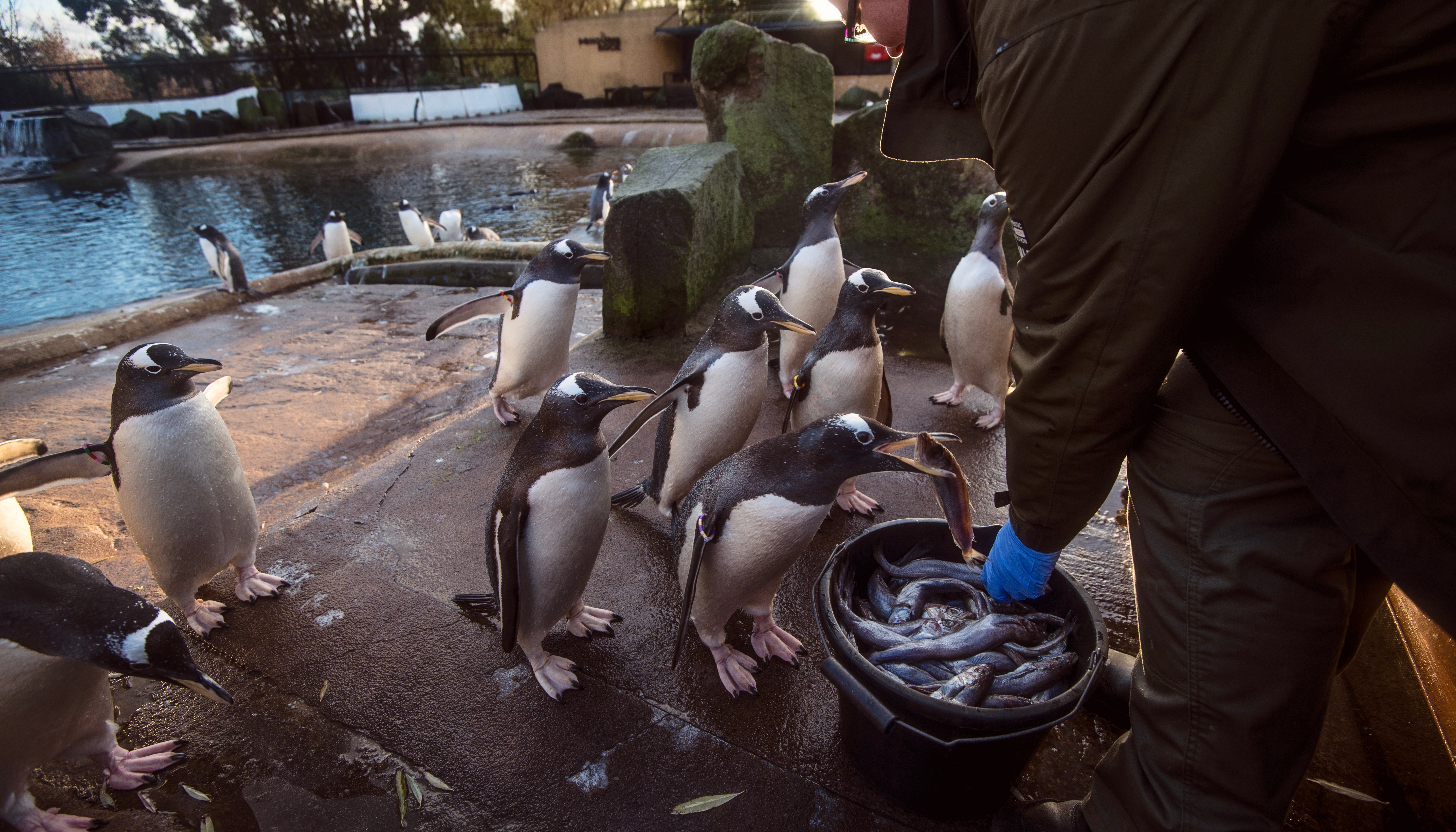 Read Edinburgh's Penguins by Johnny Graham