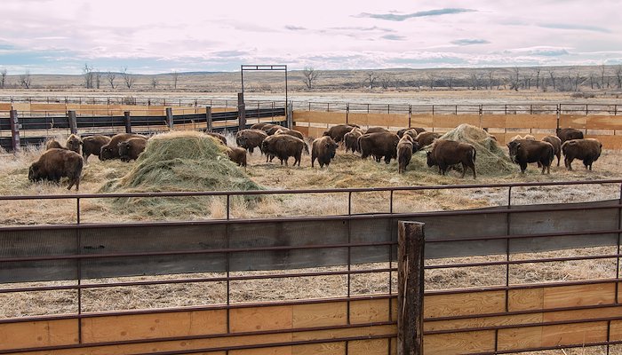 Read Bison Across Borders by American Prairie Reserve
