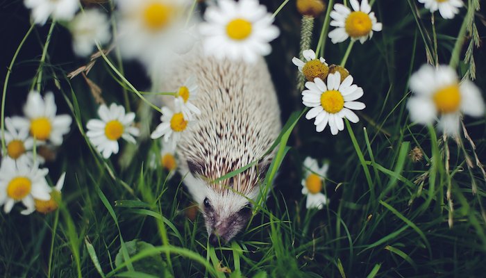 Read a Little hedgehog by Galina Chikunova