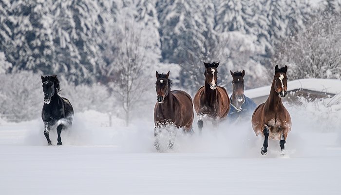 Read Horses In The Snow by Ron Timmers