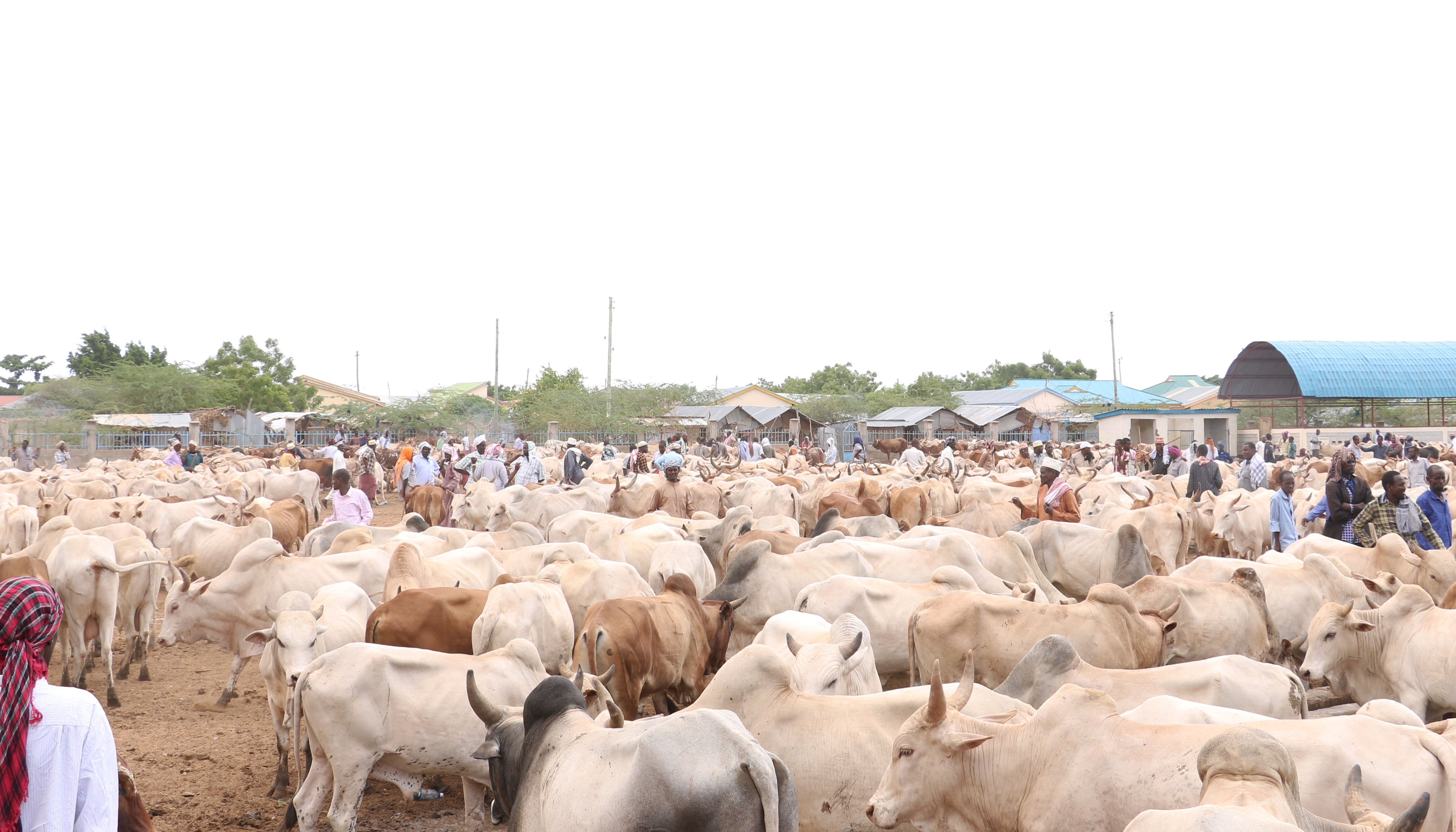Read LIVESTOCK TRADE IN EAST AFRICA by East Africa Trade and Investment Hub
