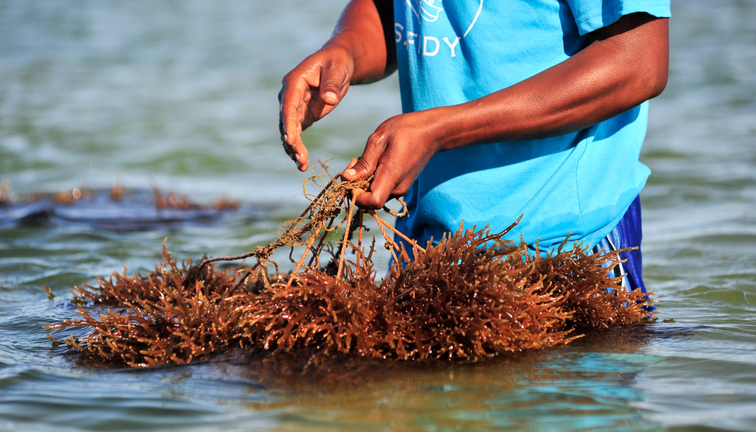 Read Seaweed farming by Blue Ventures