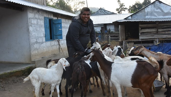 Read Predator proof pens: protecting livestock and transforming lives by WWF Nepal