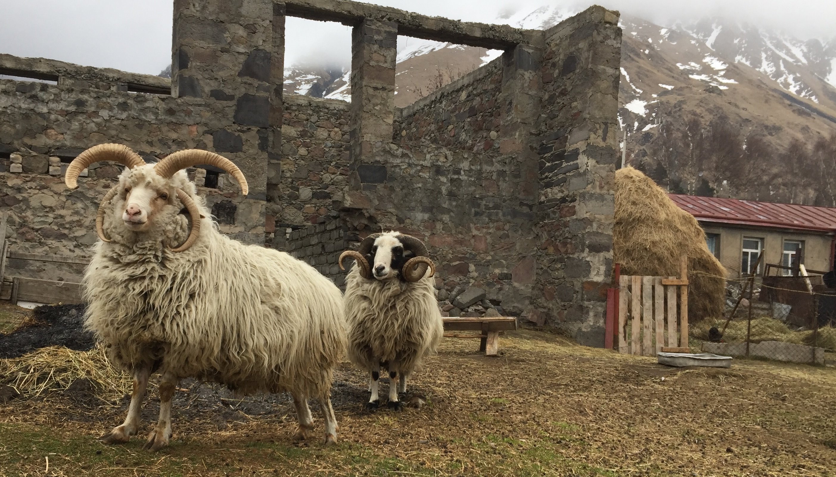 Read At the time, Georgia seemed like a wild dream. by Fabrika Hostel