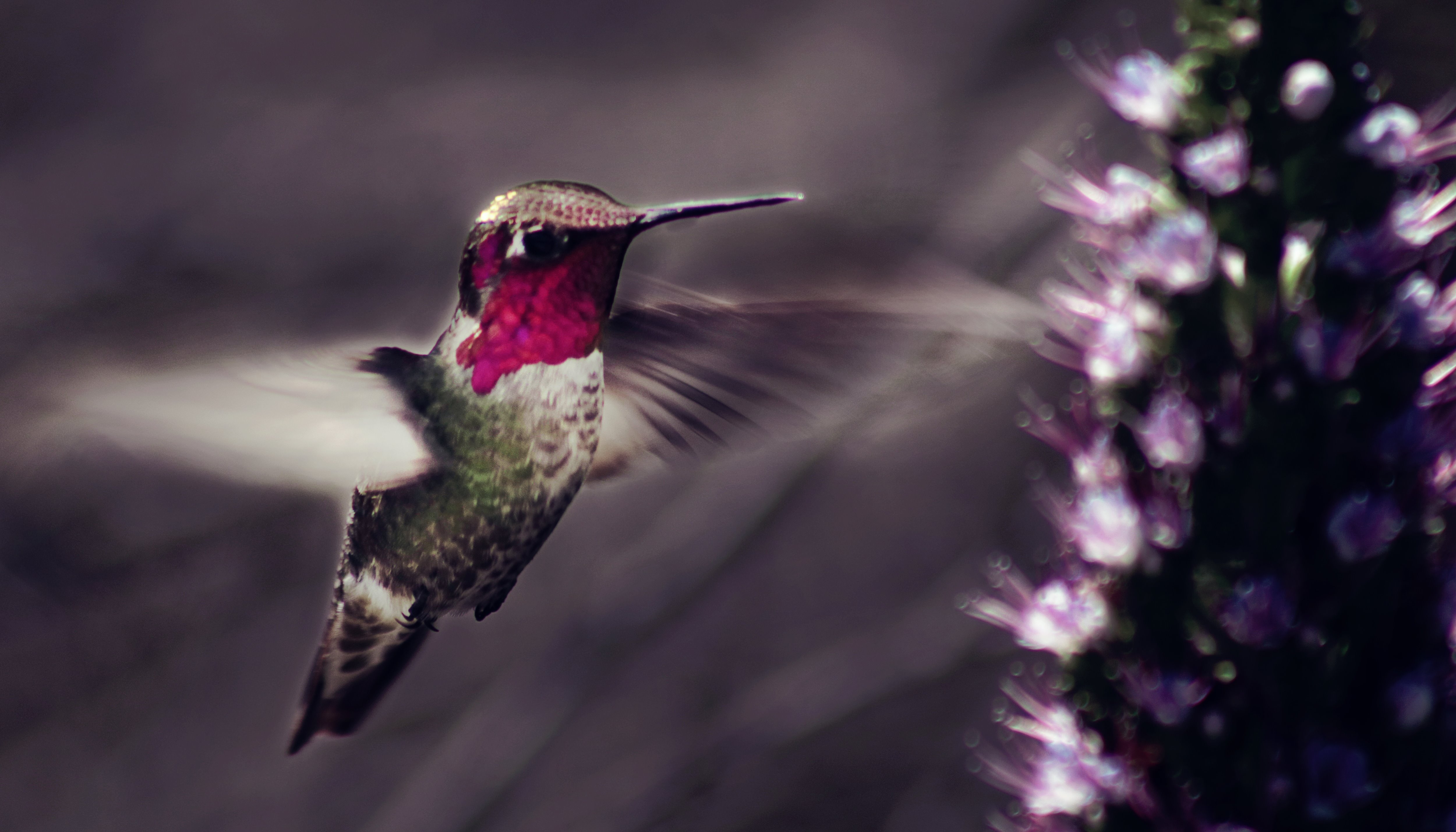 Read Hummingbirds by Kabir Kwatra