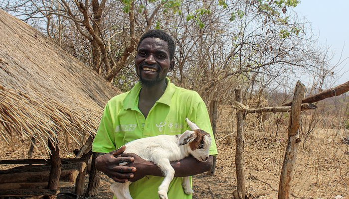 Read Goat rearing offers escape for Zambia’s climate-hit farmers by UNDP Zambia