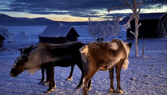 Read Vasara Reindeer Ranch by Lowell Robinson