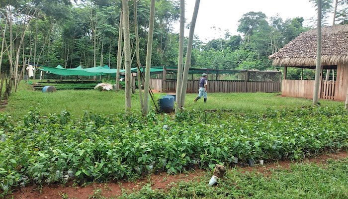 Read Teko kavi en clave agroforestal by PNUD Bolivia