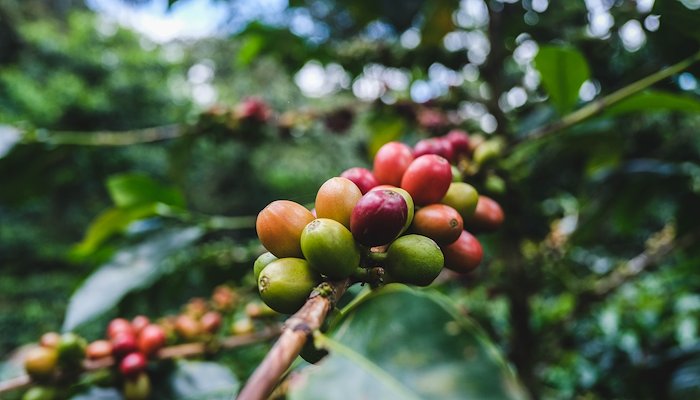 Read Coffee Guild Gets Behind Rural Land Rights by USAID Land for Prosperity Land for Prosperity