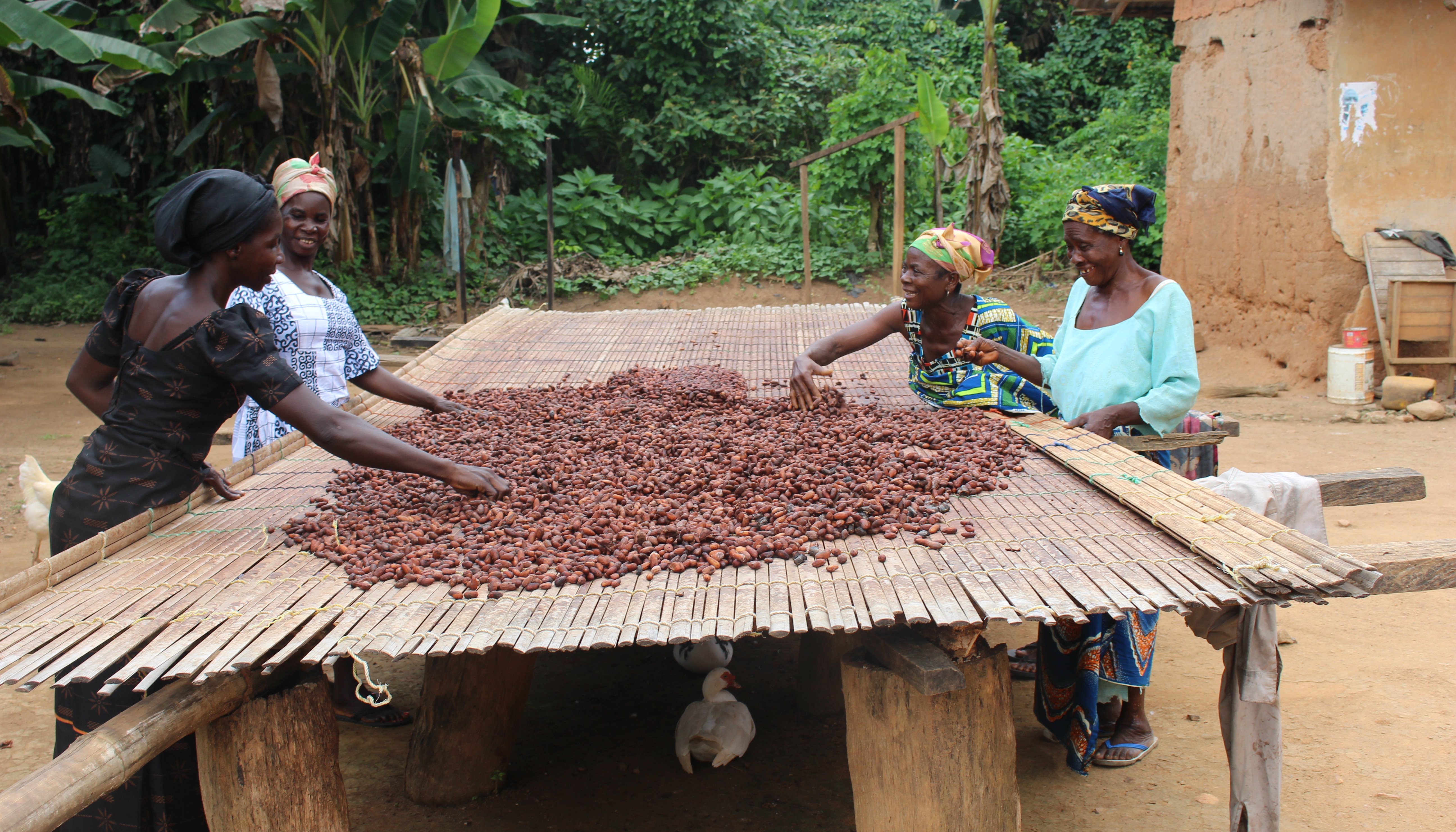 Read Changing the terms of women’s engagement in cocoa and coffee supply chains by Bipasha van der Zijde