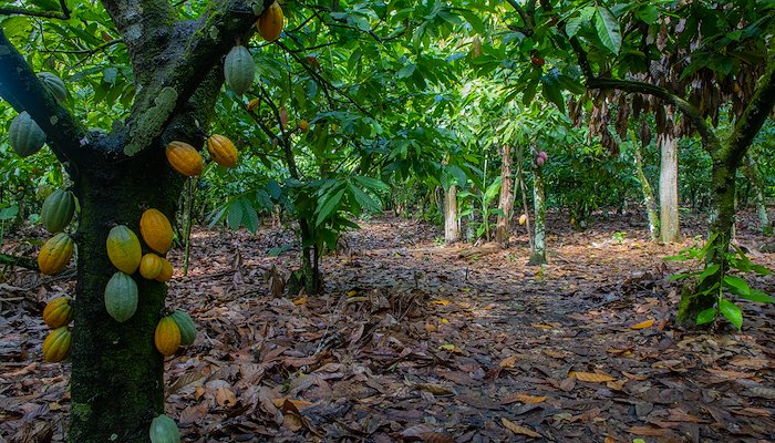 Read Cocoa Life: poniendo a productores (as) al centro by PNUD Rep. Dominicana