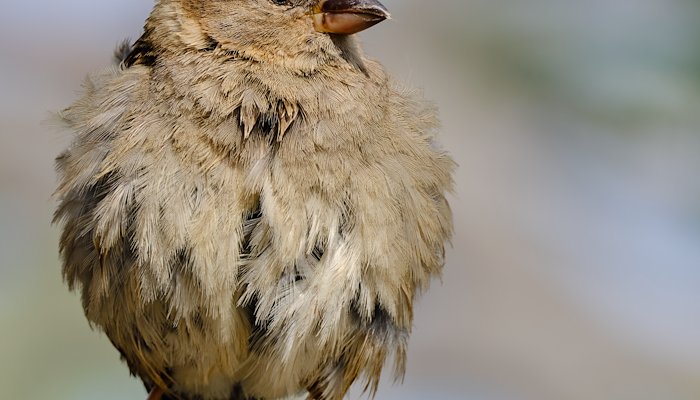 Read Blissful Birds by Anja Zgraggen