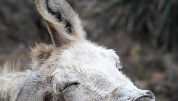Read Amiable Animals by Anja Zgraggen