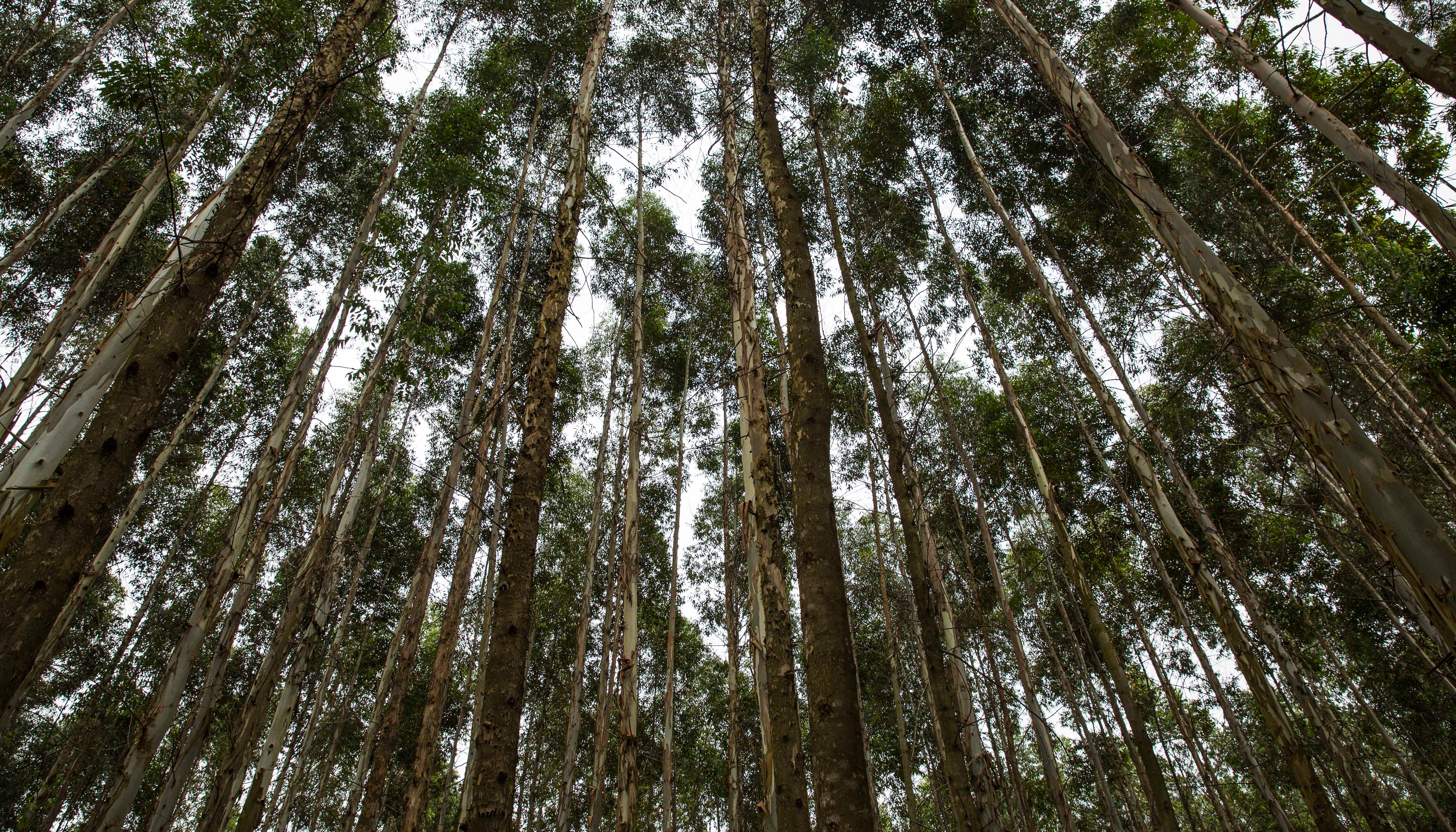 Read Saving Kenya ecosystem through Participatory Forest Management by UNDP Kenya