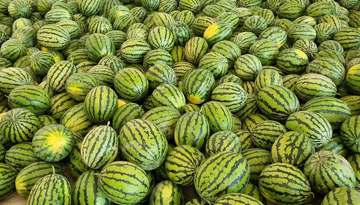 Read Introducing Yellow Watermelons to Global Customers by USAID Central Asia