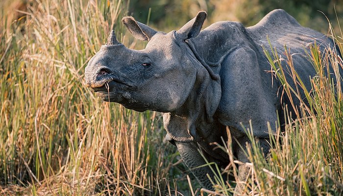 Read Land of Rhinos by Patanjali Somayaji