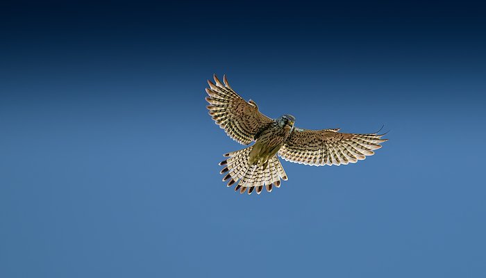 Read Picture Of The Month by Ron Timmers