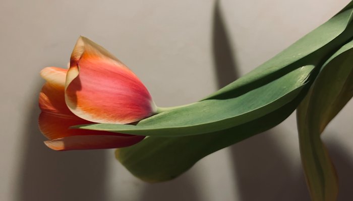 Read Tulips by Gil Badićcini Wagener