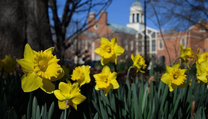 Read Spring in the Forest by Wake Forest University