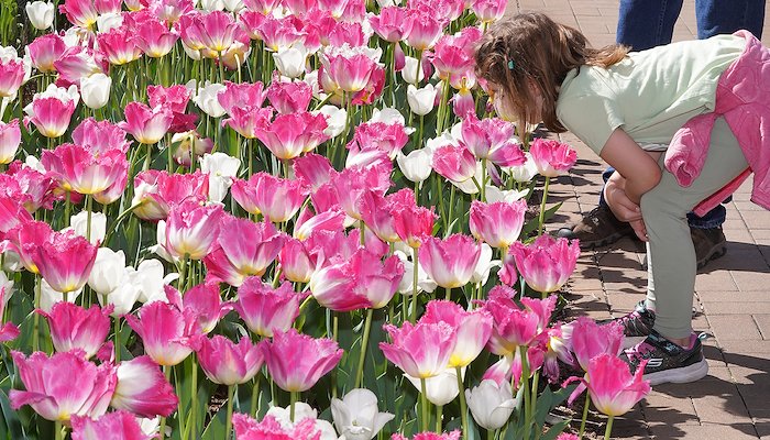 Read Fresh Flowers, Festivities and Fun: Spring Fest 2024 by Purdue Agriculture