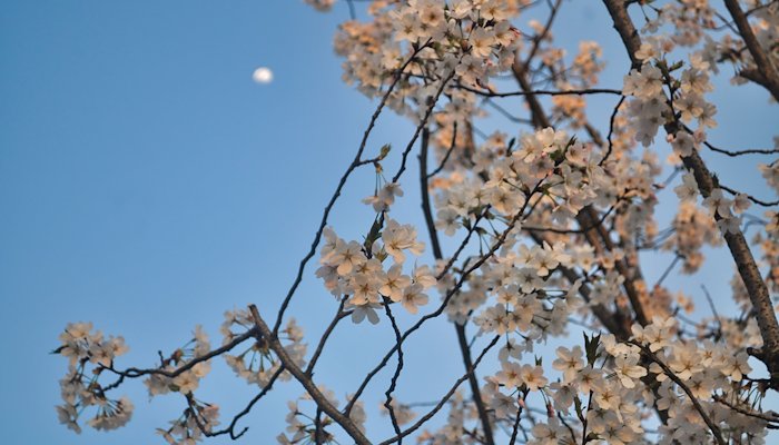 Read Cherryblossom by The moment