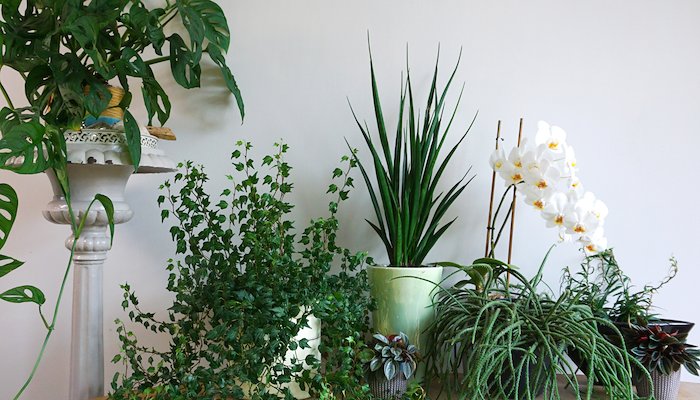 Read Greening Your Space: 5 Unique Interior Styles for Indoor Plants by Lily S
