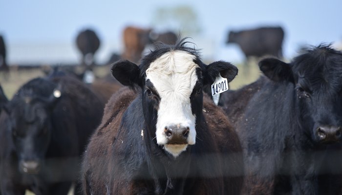 Read USDA-ARS Beef Systems Planning Session&nbsp; by Natalie Jones