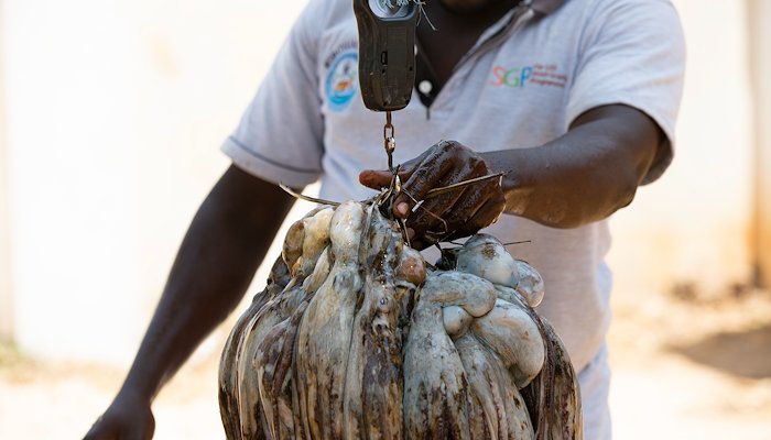 Read Octopus fish markets value chain; more than fishing by Blue Ventures